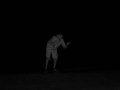 honeymoon-126_jpg