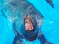 sea-lion_jpg