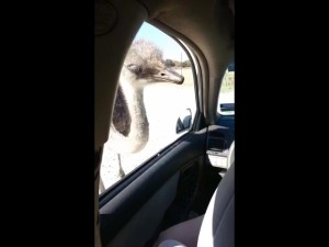 Ostrich